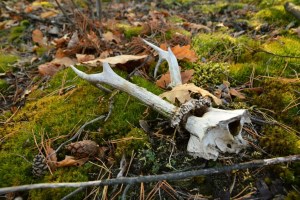 Экотропа в пойму Десны в Межречьи